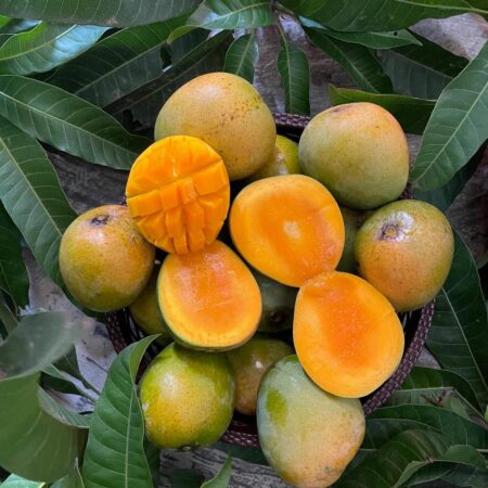 হিমসাগর আম ৫ কেজি